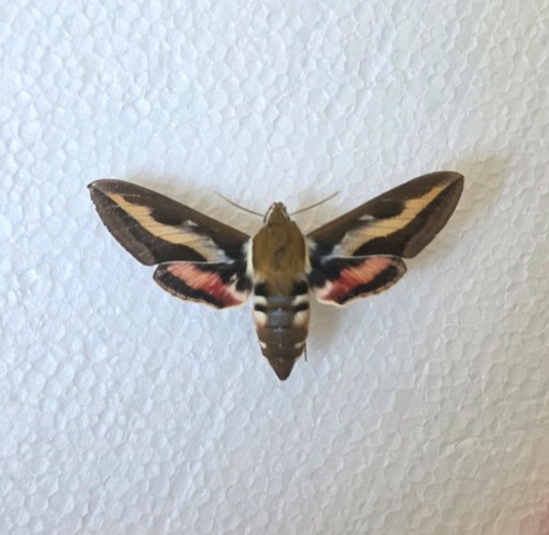 Bedstraw hawk moth - bedstraw, hawk-moth