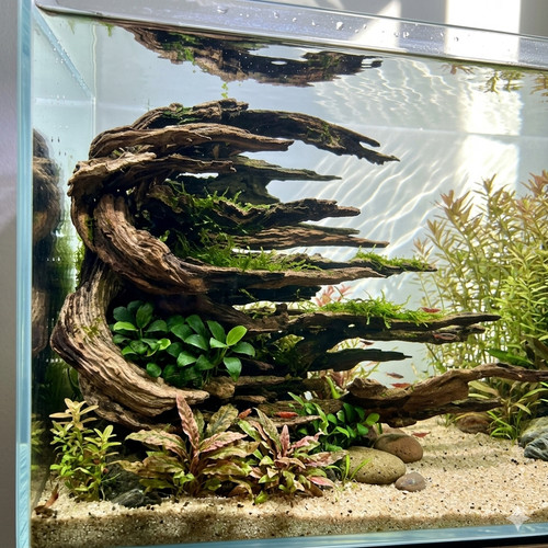 Driftwood root aquarium - driftwood,