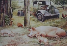 Pigs and old lorry on Farm