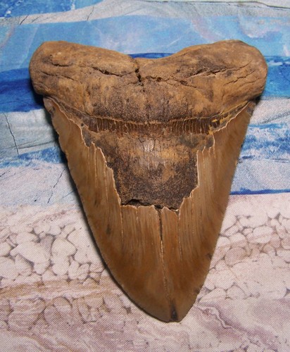 Megalodon shark tooth 8 - tooth, 5