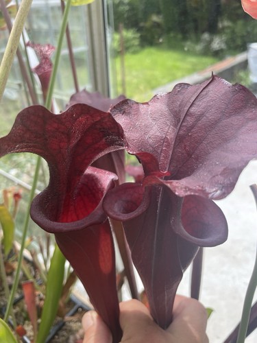 Sarracenia hybrid nursery - sarracenia, hybrid,