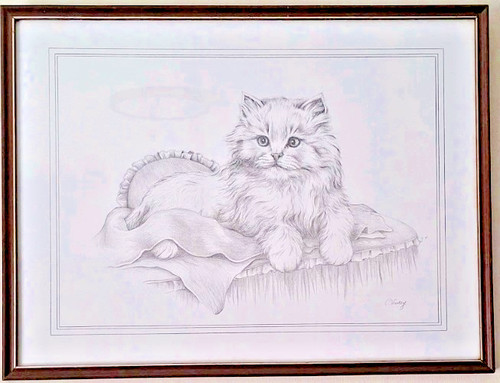 Persian kitten long haired cat - kitten,