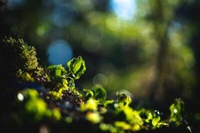 Sony E Fit 135mm F/2.8 Telephoto Lens For Alpha Mirrorless Sharp + Smooth Bokeh!