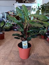 Calathea Rufibarba  | 19 cm pot | Air Purifying Indoor Houseplant