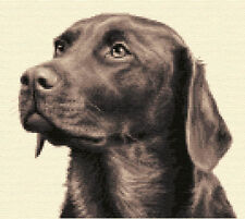 CHOCOLATE LABRADOR dog full