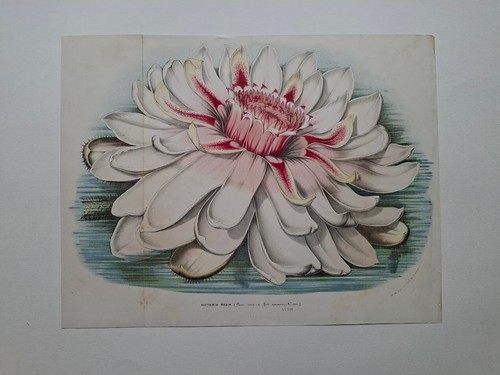 Louis van houtte - houtte, botany
