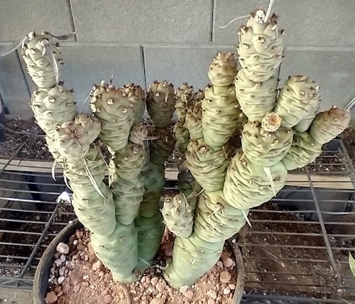 Tephrocactus articulatus - , v