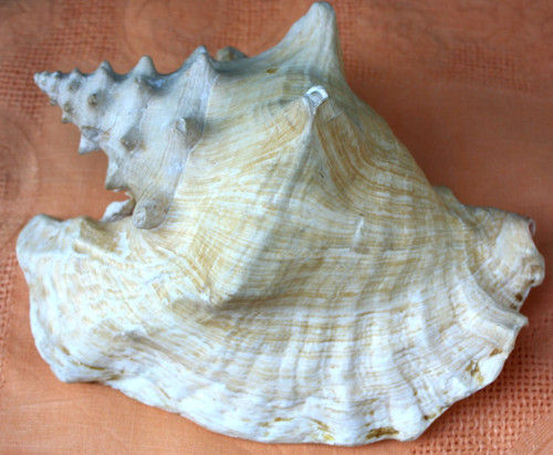 Vintage queen conch - vintage, shell