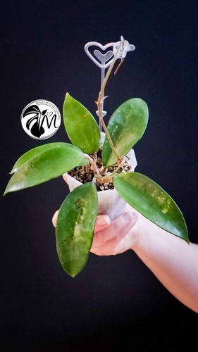 Hoya pottsii chiang mai - hoya,