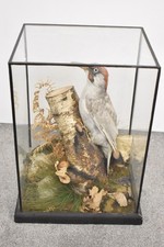 Vintage Taxidermy Albino Green Woodpecker in Glass Display Case 38cm x 26cm x 21