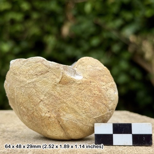 Nautilus deslongchampus fossil - nautilus,