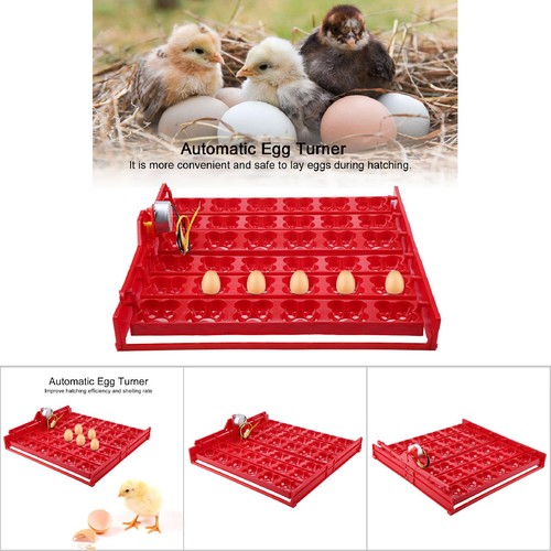 Eggs 144 bird - ´36, eggs/144