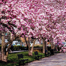 Magnolia Tree Plant LARGE Pink