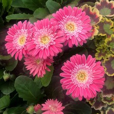 Gerbera 'Sweet Memories'. 2L