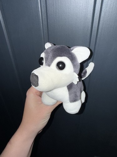 Adopt rare husky - me!, dog