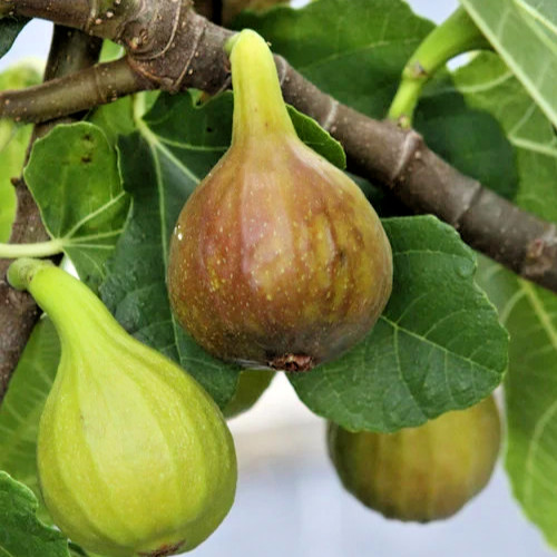 Ficus carica brown turkey - 'brown, turkey'