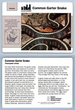 Common Garter Snake #15.9 - Reptiles - Grolier Wildlife Adventure Card
