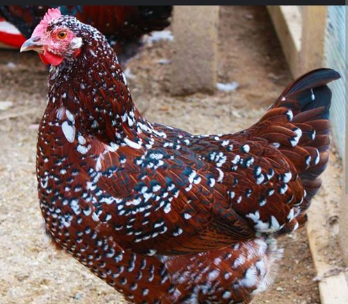 Speckled sussex hatching - 6,