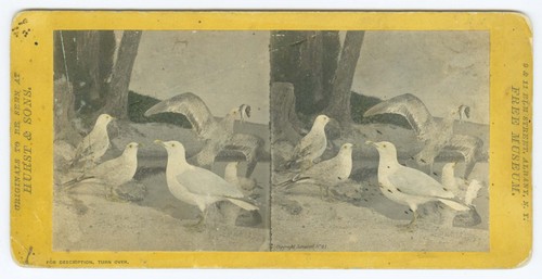 D1715 ring billed - ring-billed, gull