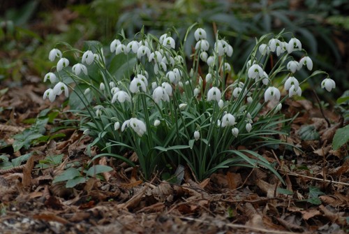 Galanthus hippolyta x 1 - galanthus,