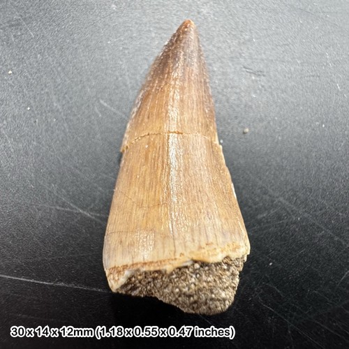 Mosasaur tooth fossil - tooth, –