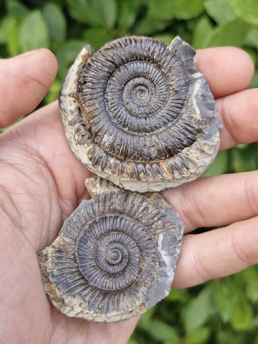 Natural ammonite fossil - ammonite,