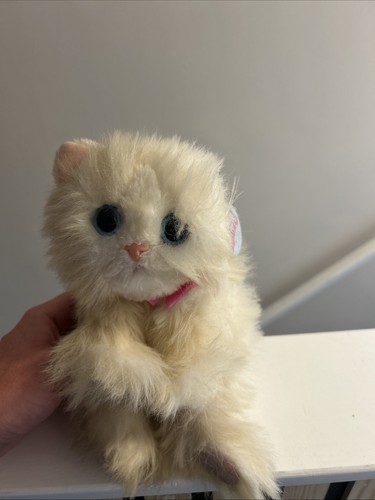 Rare dsi kitty kittens - rare, white