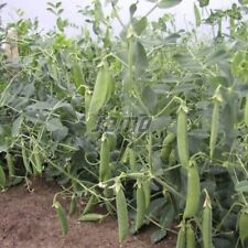 PEA SEEDS Professional Seeds