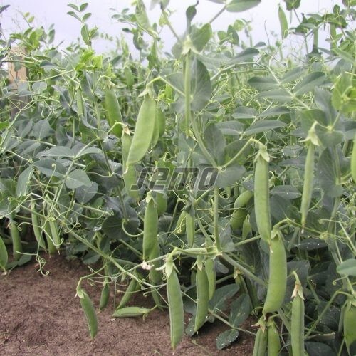 Pea seeds professional - pea,