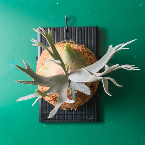 Platycerium willinckii - , cv