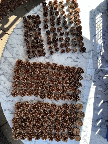 Fir cones qty 200 - fir,