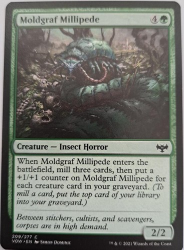 Moldgraf millipede - moldgraf,