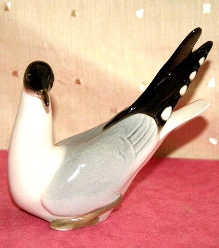 Lomonsov black headed seagull - lomonsov,