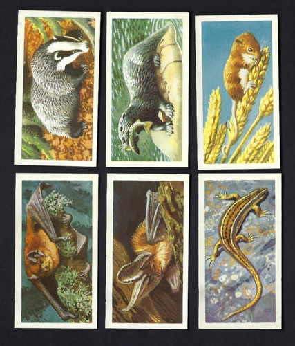 Brooke bond british - -, wild