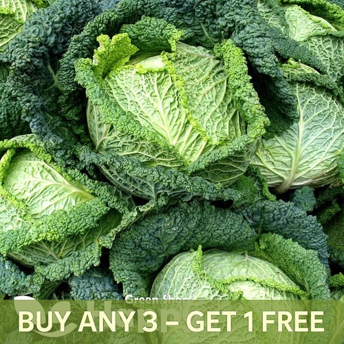 Vegetable savoy cabbage - vegetable,