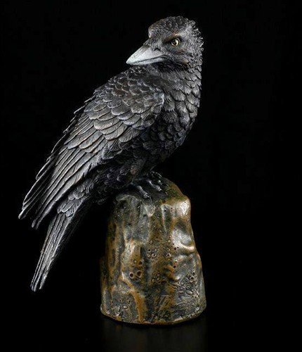 Black raven iii - iii, bird