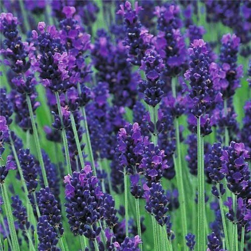 English lavender augustifolia - lavender,