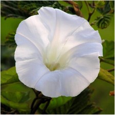 Morning glory Ipomoea tricolor Pearly Gates White 150 seeds+4"FREE PLANT LABEL 