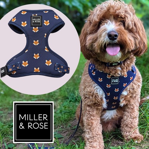 Miller rose hello mr fox - miller,