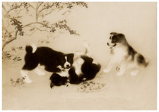 AKITA PUPPIES AT PLAY RARE OLD