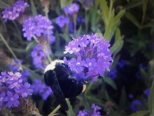 3 Verbena Rigida (VERI) seedling plug plants