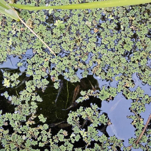 Azola caroliniana floating - ,