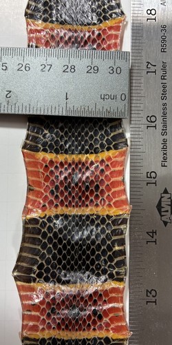 Coral snake skin huge x - huge, 35”