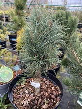 Scots pine 'Fastigiata' Tree |