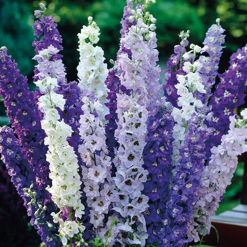 Delphinium plugs perennial - delphinium,