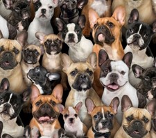 Frenchies, French Bulldogs
