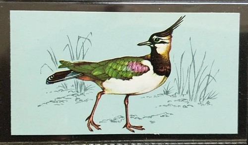 Tetley british birds - tetley,