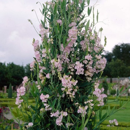 20x everlasting sweet pea - 20x,