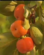 High Quality Fruit Tree Seeds