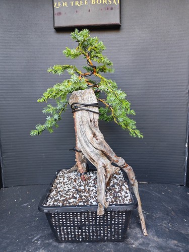 Tanuki needle juniper - tanuki,